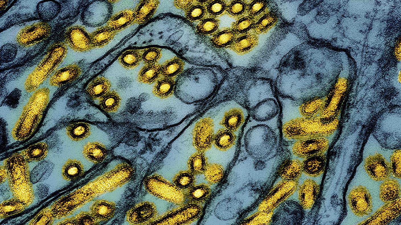 Il virus dell'influenza H5N1, qui inquadrato in alcune cellule attraverso un microscopio elettronico 