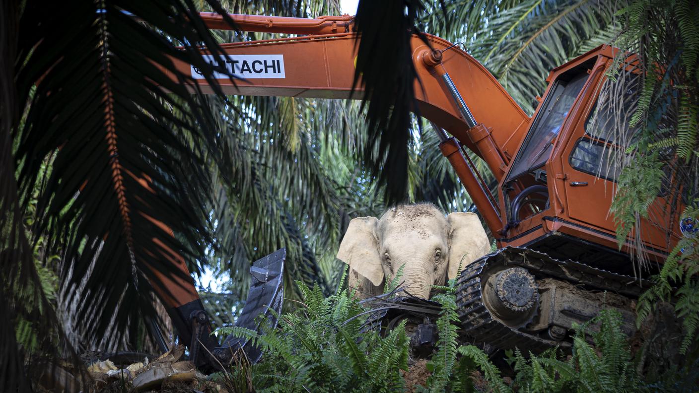 Tra i grandi "perdenti" del 2024 ci sono gli elefanti del Borneo
