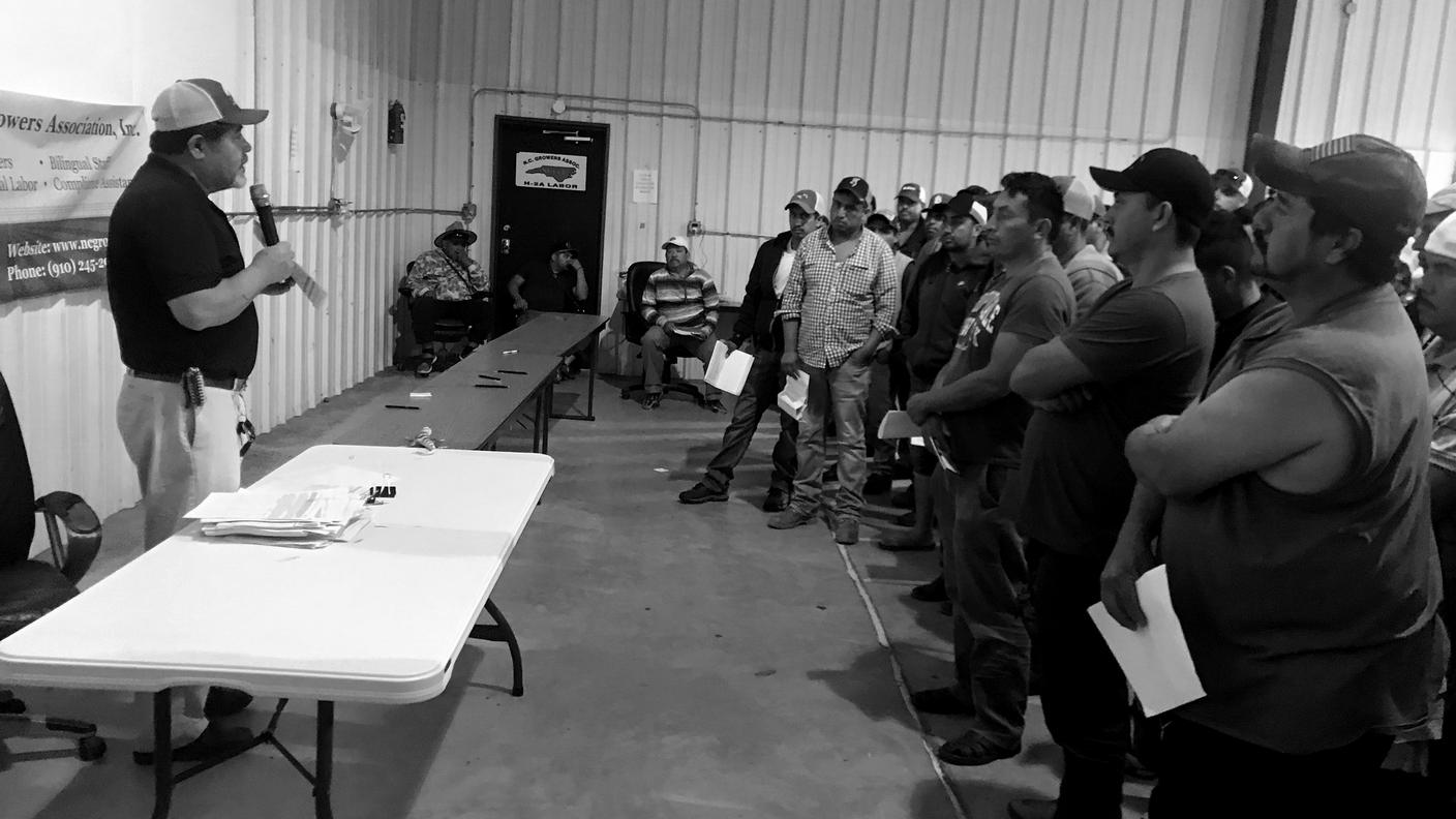 L'associazione "North Carolina growers" riunisce 700 aziende agricole