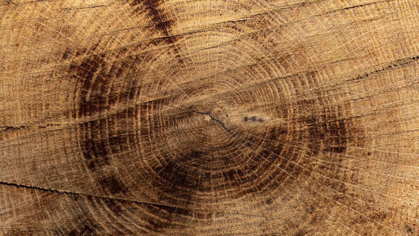 Anelli più stretti indicano generalmente anni freddi o siccitosi, mentre anelli più larghi indicano anni caldi e umidi