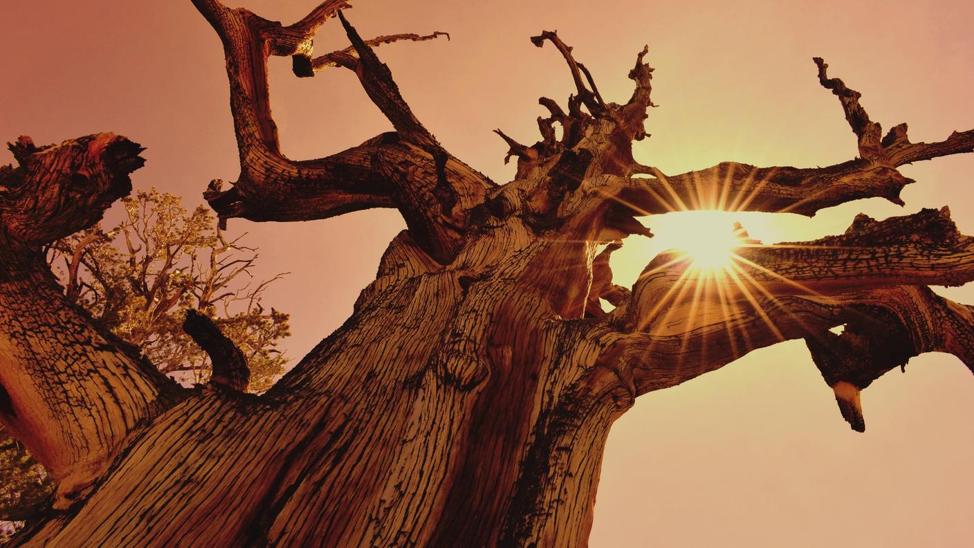 L’antica foresta di pini Bristlecone