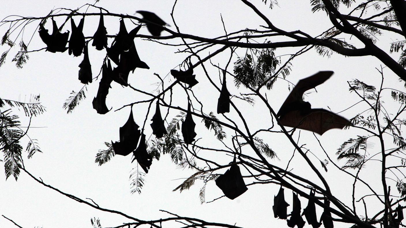 Il nuovo coronavirus è passato dai pipistrelli all'uomo