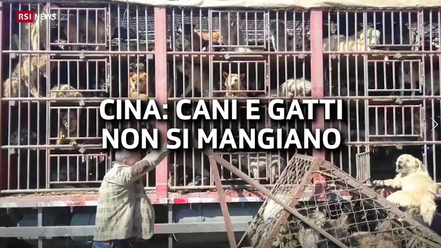 Catturacani.PNG