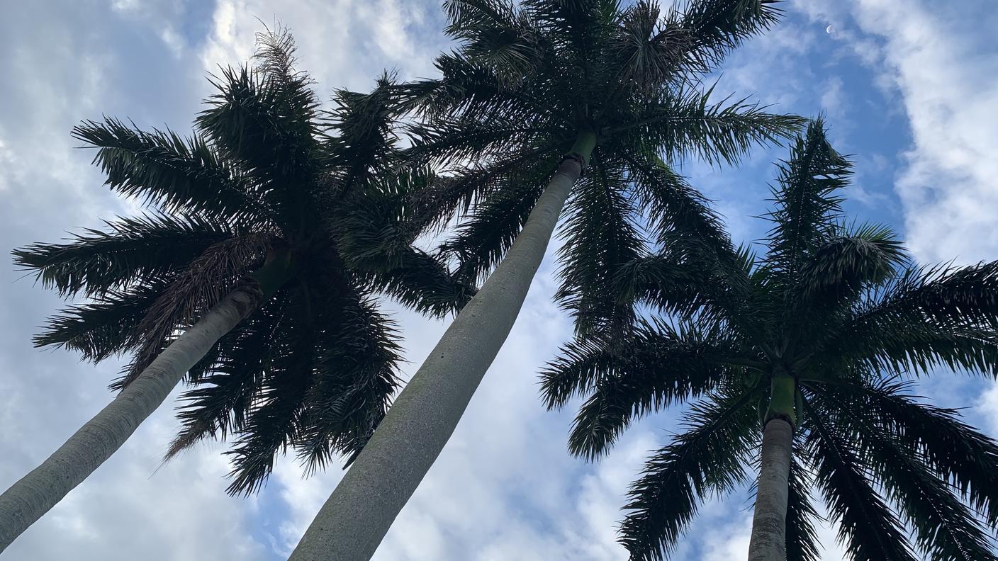 Florida Palme.JPG