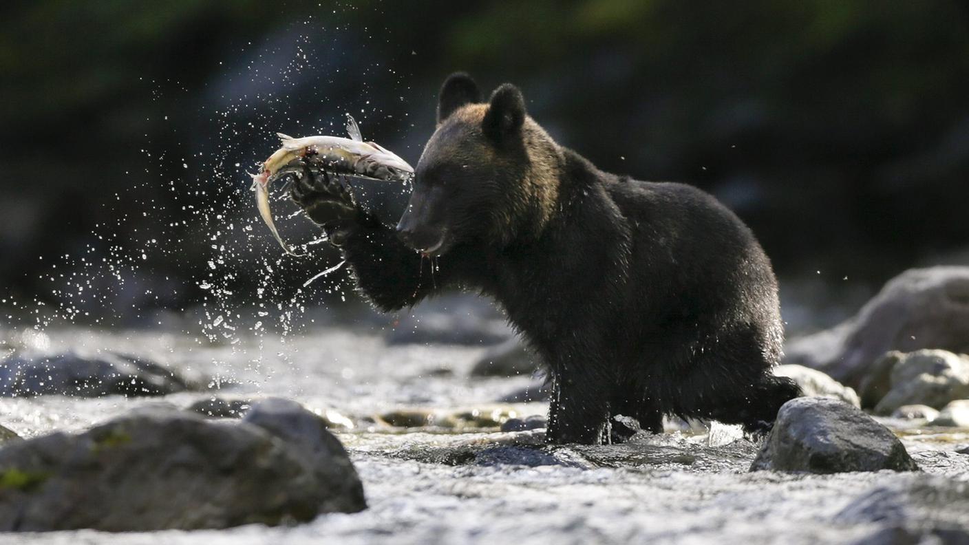 Immagine d'archivio di un orso nella regione di Hokkaido