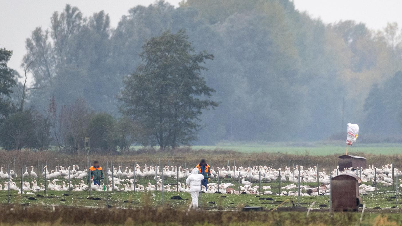 Brandeburgo: in un allevamento di oche circa 5.000 animali sono stati colpiti dall'epidemia di influenza aviaria e sono stati abbattuti.