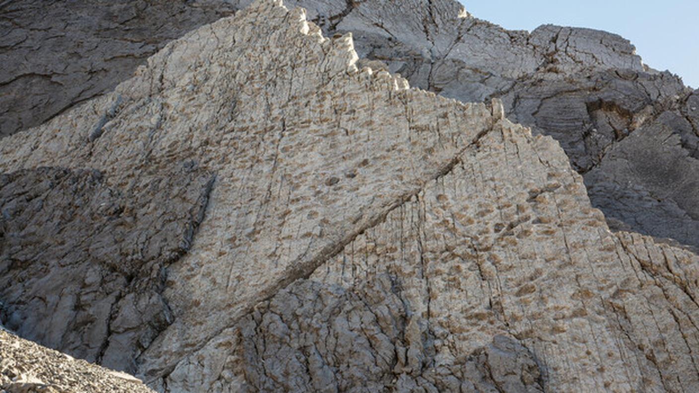 Le orme potrebbero appartenere a dinosauri prosauropodi del Triassico Superiore, ovvero erbivori dal collo lungo e testa piccola che sono considerati gli antenati dei grandi sauropodi del Giurassico come il brontosauro