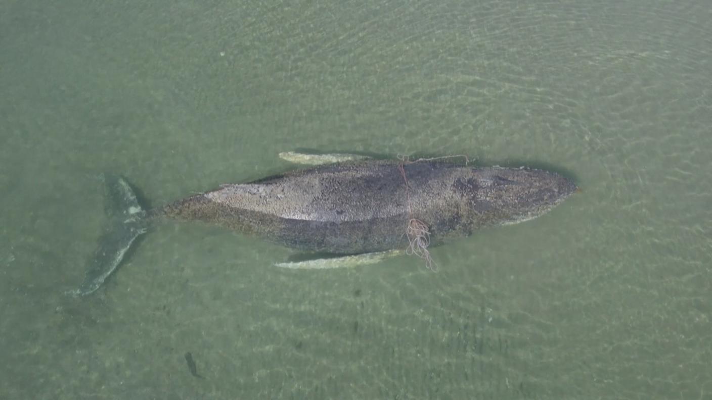 La megattera arenata nella baia di Lubecca