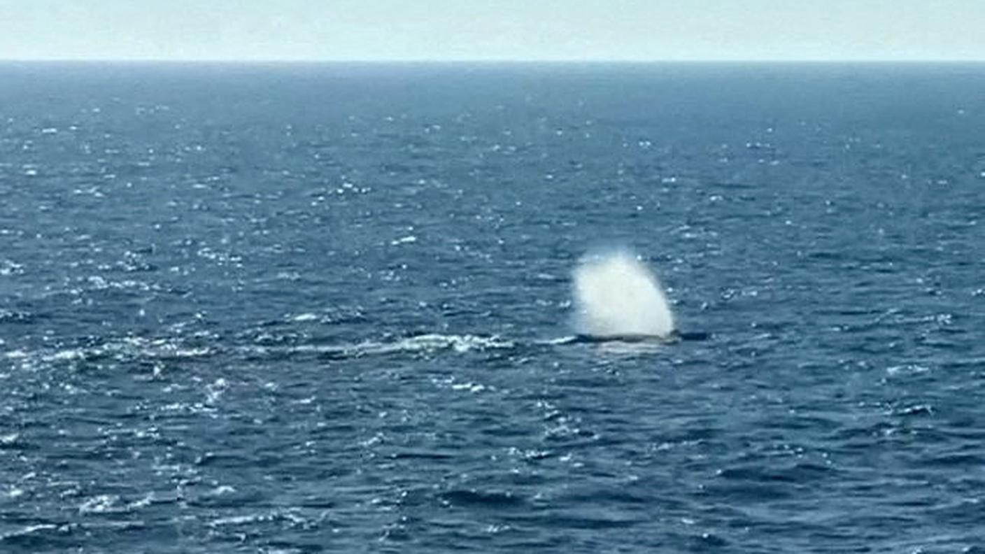 L'ultima fotografia che ritrae la megattera Timmy, prima del suo rilascio nelle acque del Mare del Nord il 2 maggio