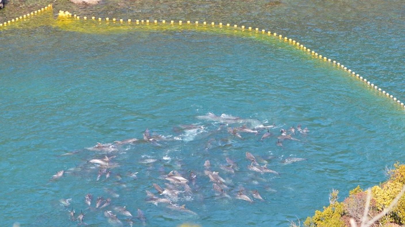 delfini 11.jpg