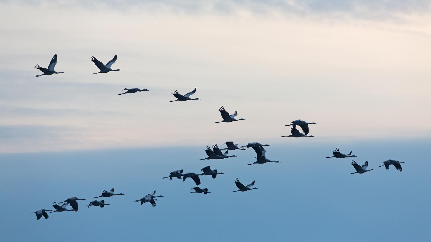 vogelwarte.ch