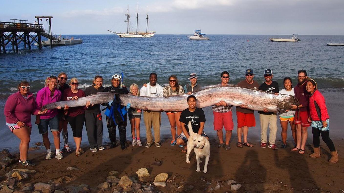 pesce remo California 13.10.2013 ky.JPG
