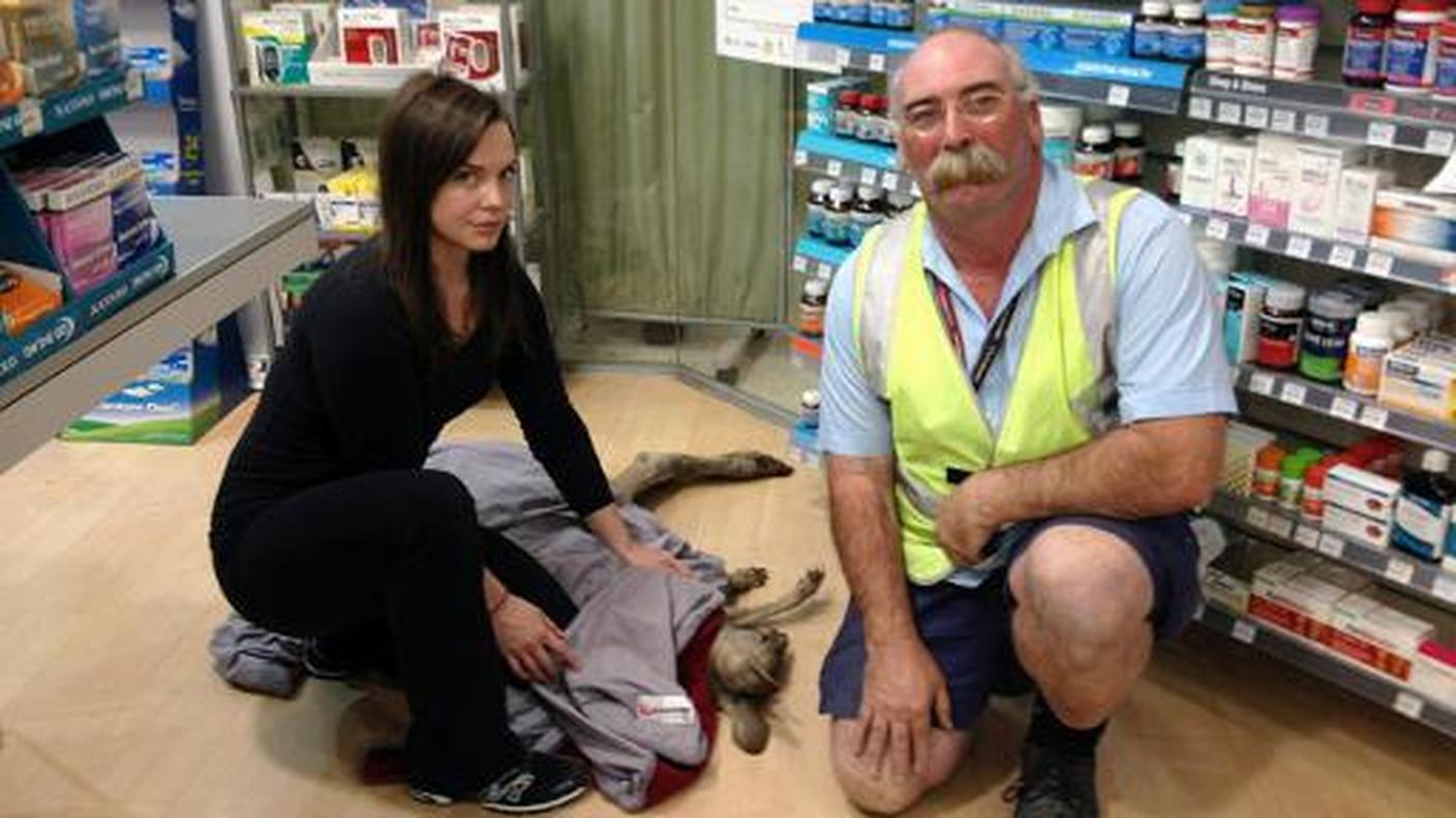 Il canguro catturato da volonatri dell'ente per la protezione degli animali, Wildlife Victoria