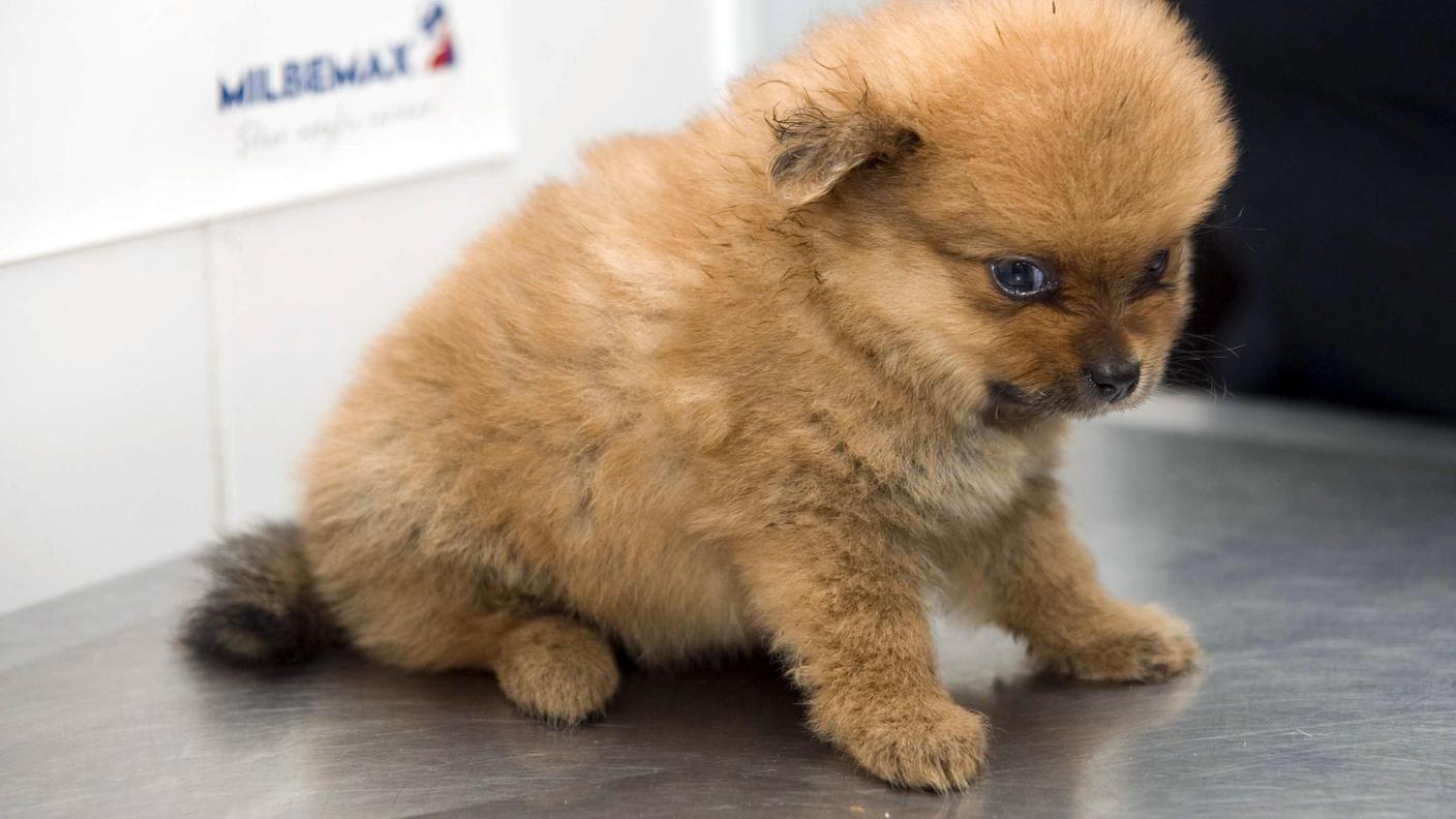 cuccioli clandestini roma 3.jpg