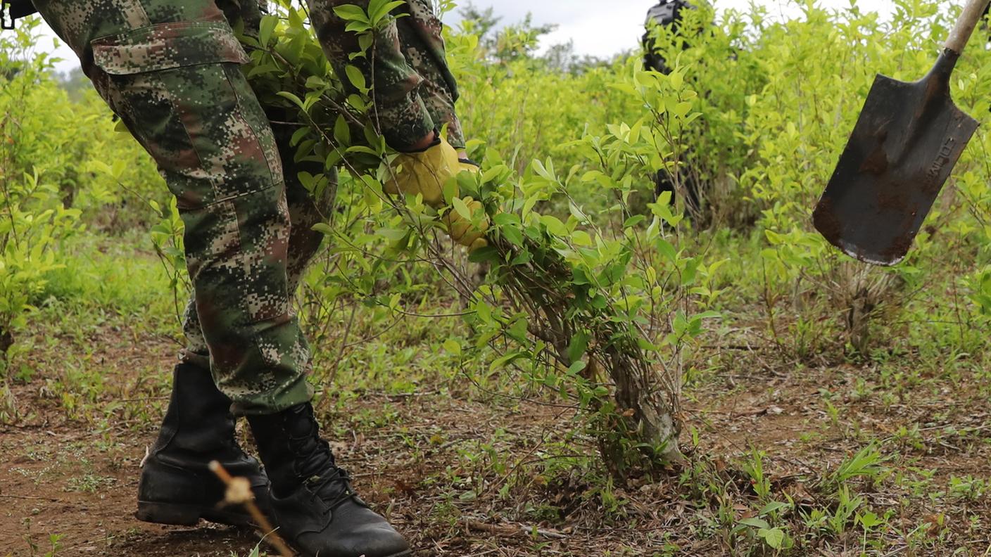Una coltivazione di coca in Colombia