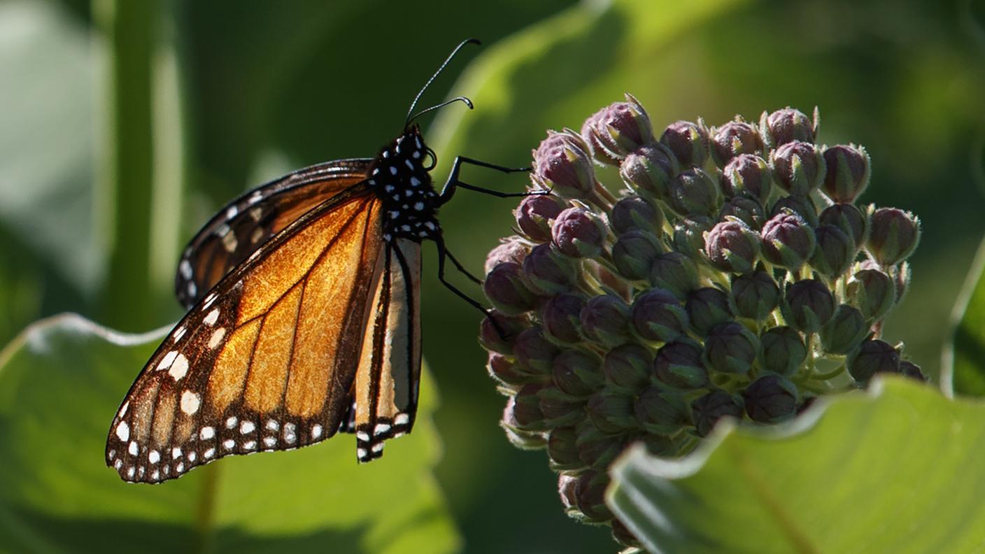 Le condizioni climatiche e gli interventi dell'uomo continuano a peggiorare la vita di molte specie animali
