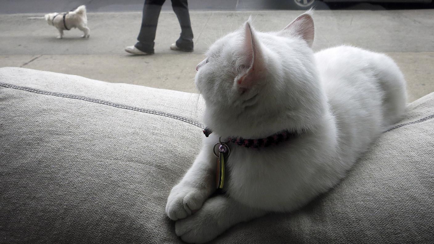 Cat Café New York