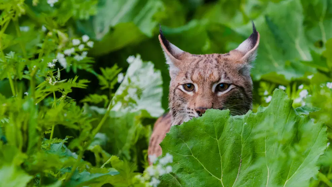 Le specie selvatiche sono a livello globale sempre più in pericolo