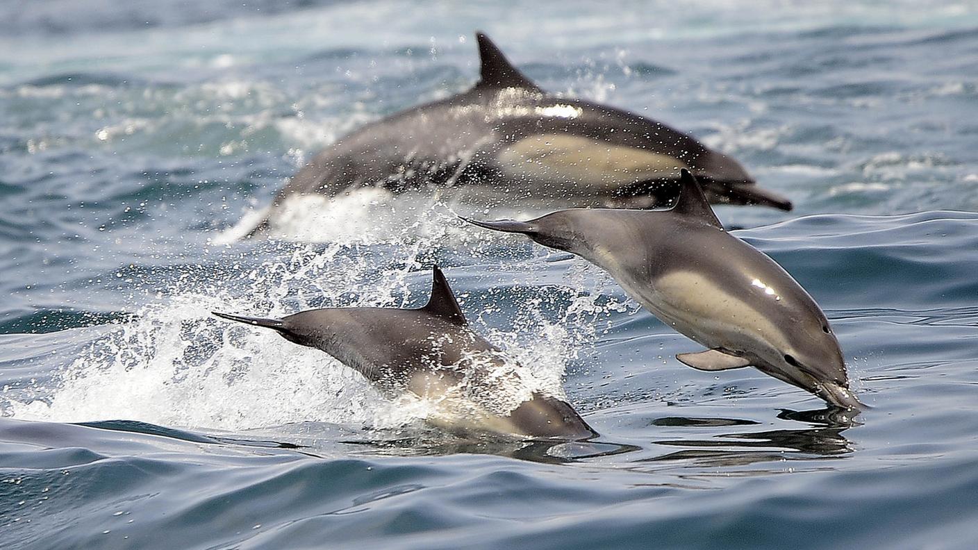 Molte specie già a rischio