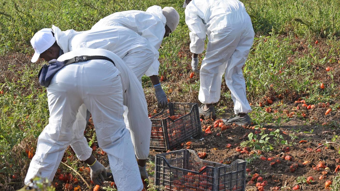 Un prodotto agricolo su quattro in Italia viene raccolto da mani straniere