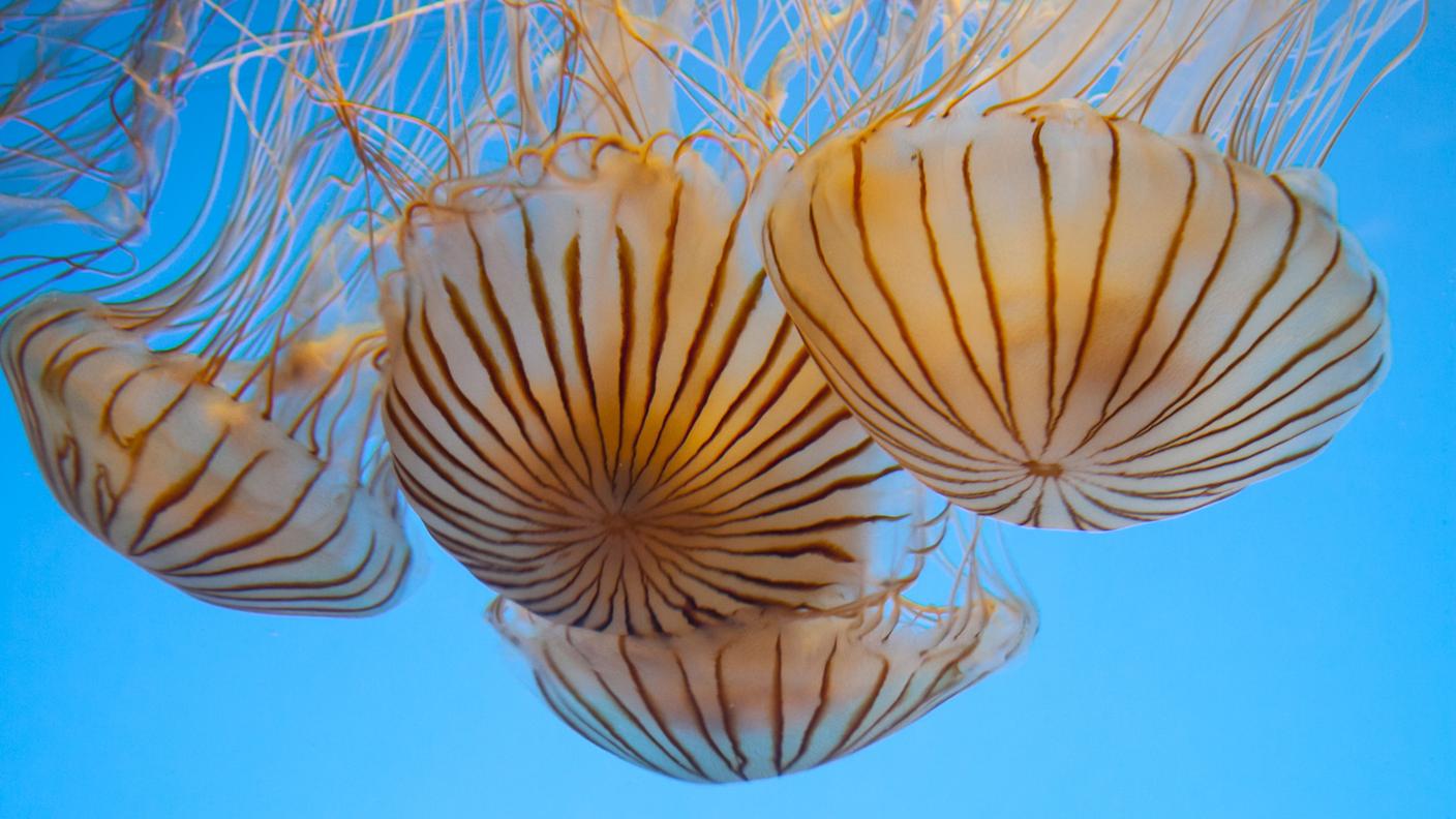 Meduse in Tasmania: sempre più numerose