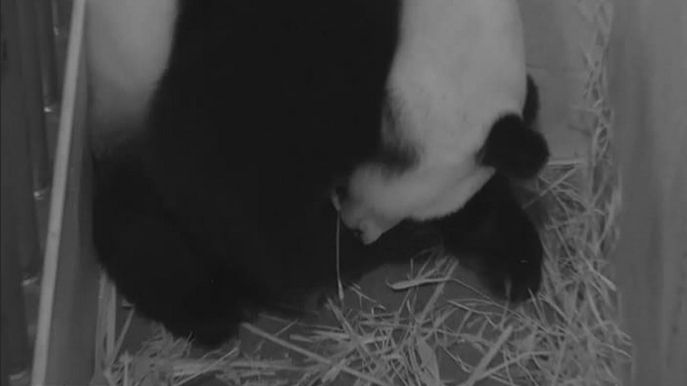 Un'immagine di Mei Xiang poco prima del parto ripresa dalla webcam
