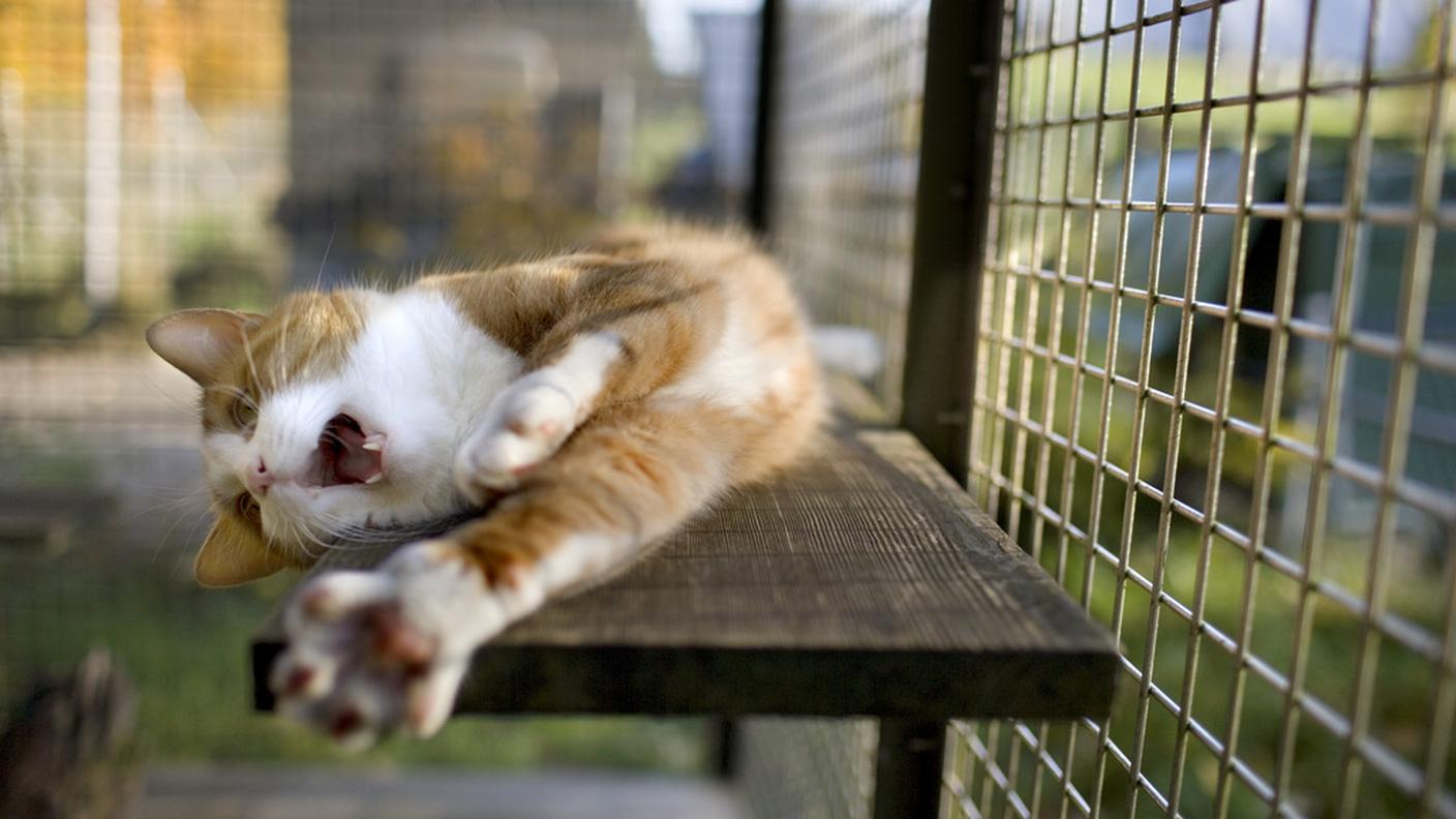 I gatti sono i più numerosi