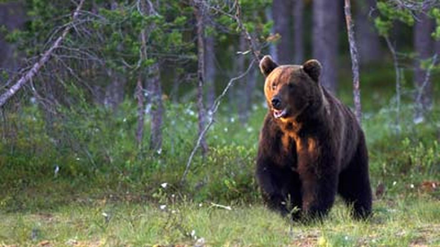 Il 2009 è stato scelto l'orso, un animale di grandi dimensioni, anche perché cento anni prima ne era stato abbattuto l'ultimo esemplare in Svizzera