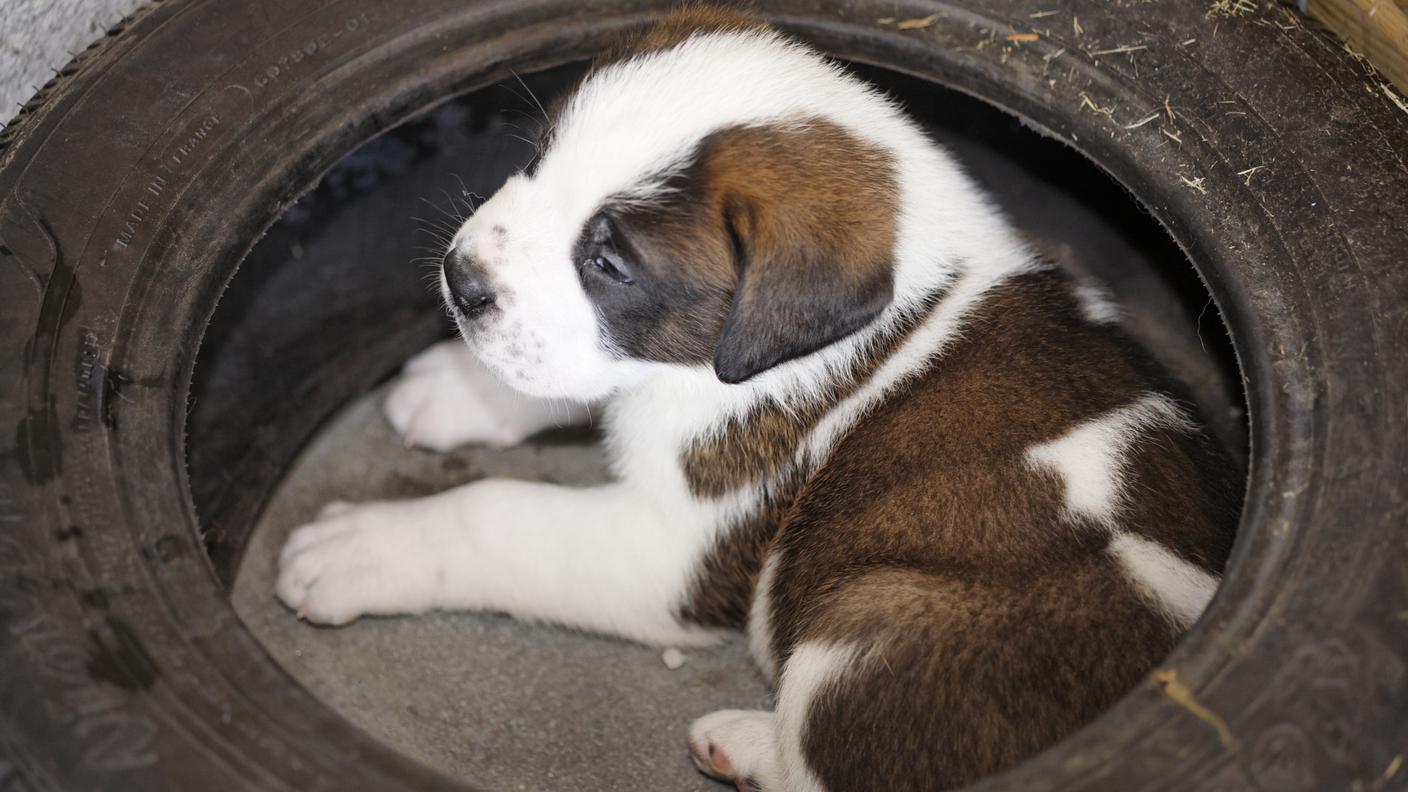 Uno dei cuccioli nati durante le Feste
