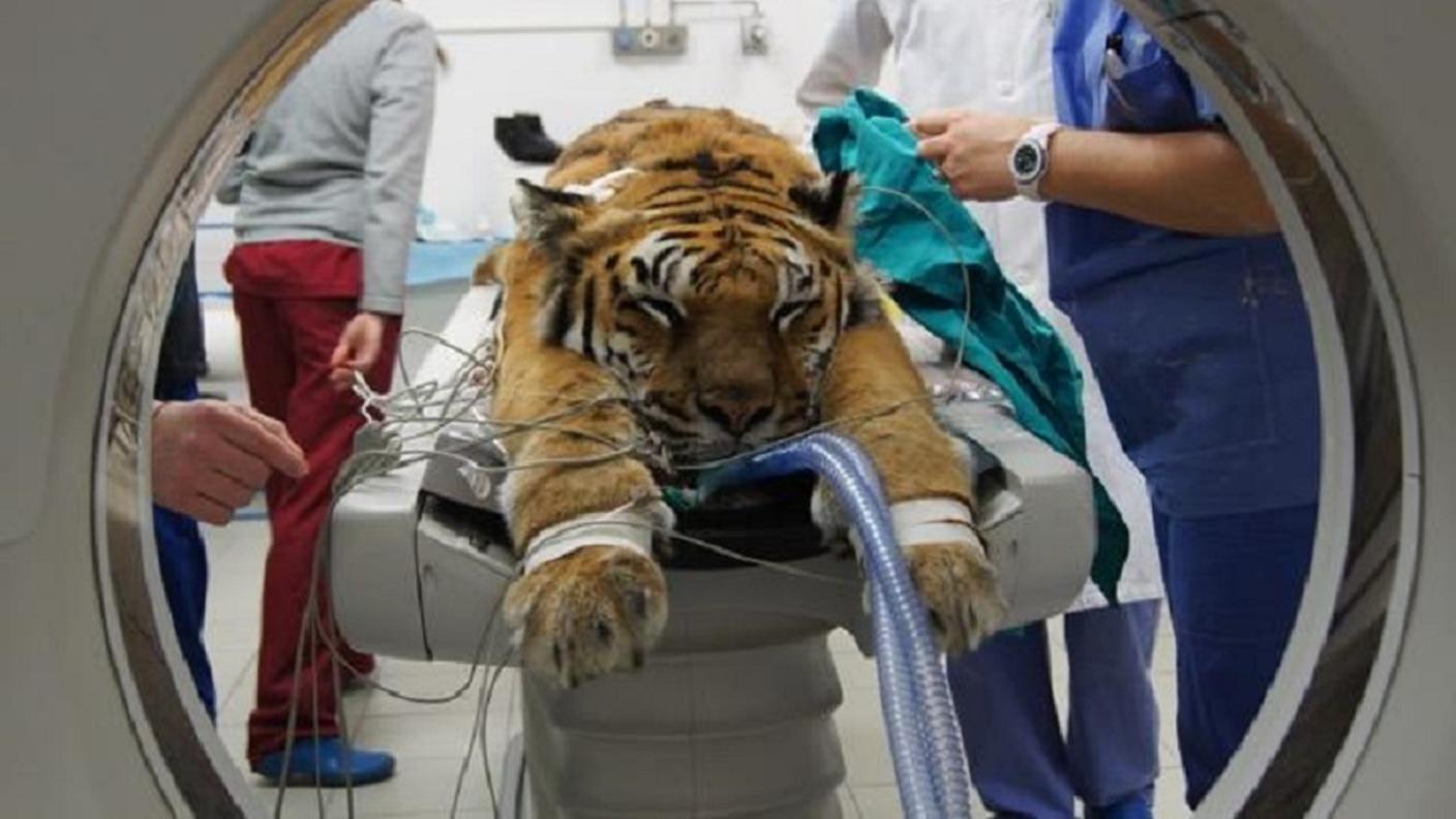 Un momento dei controlli medici eseguiti su Nuna