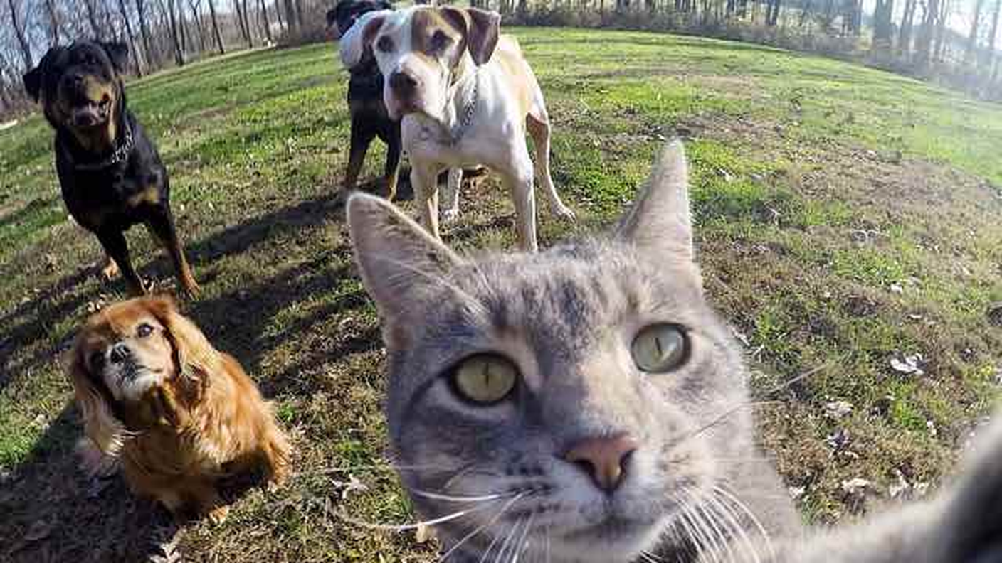 Cani e gatti non vanno d'accordo? Ma quando mai...