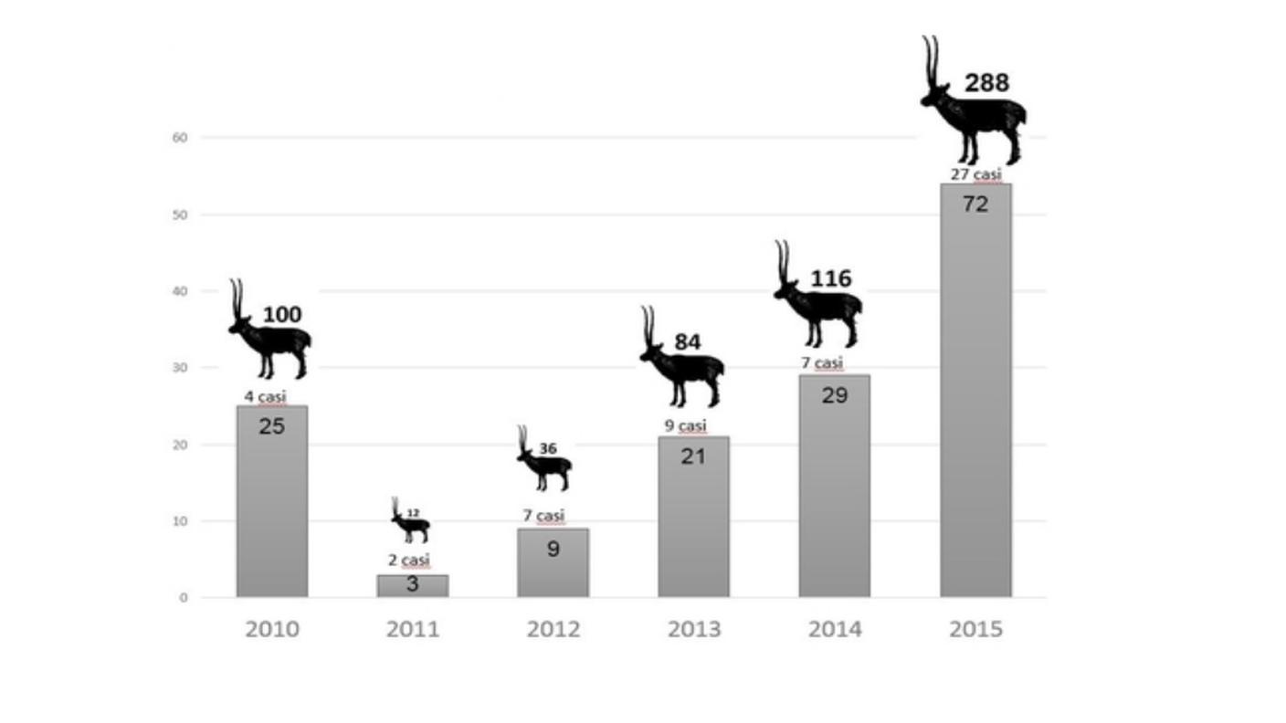 Sciarpe sequestrate in Svizzera, casi e animali utilizzati dal 2010