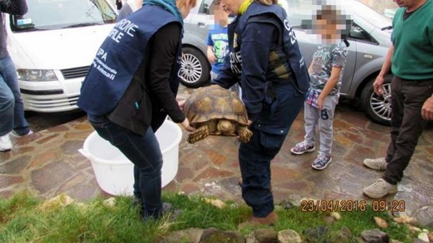 Le guardie zoofile con la sventurata tartaruga salvata presso Roma