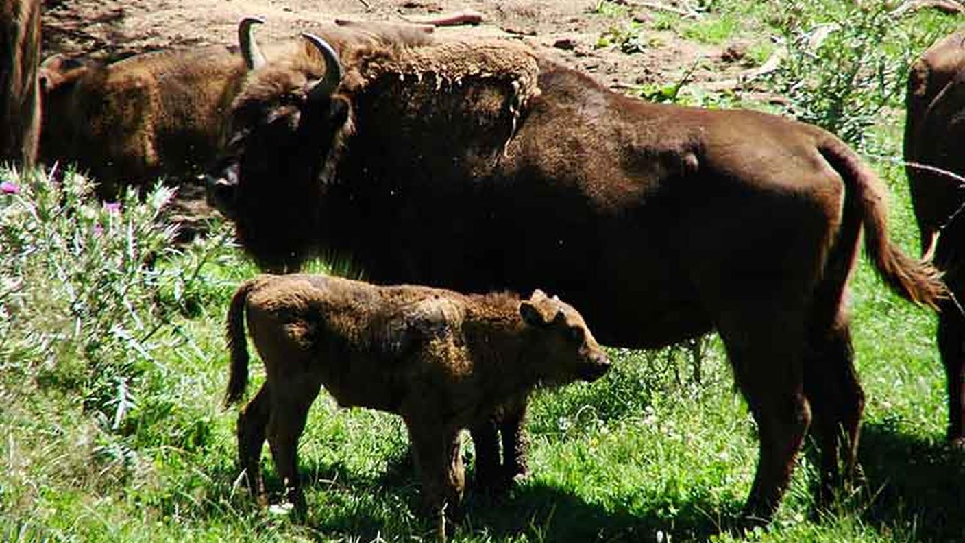 Il piccolo con la sua mamma