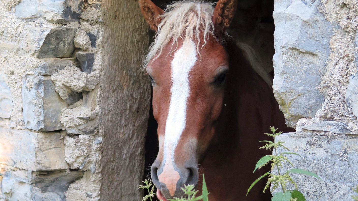 Aleesha si è persa sul Generoso