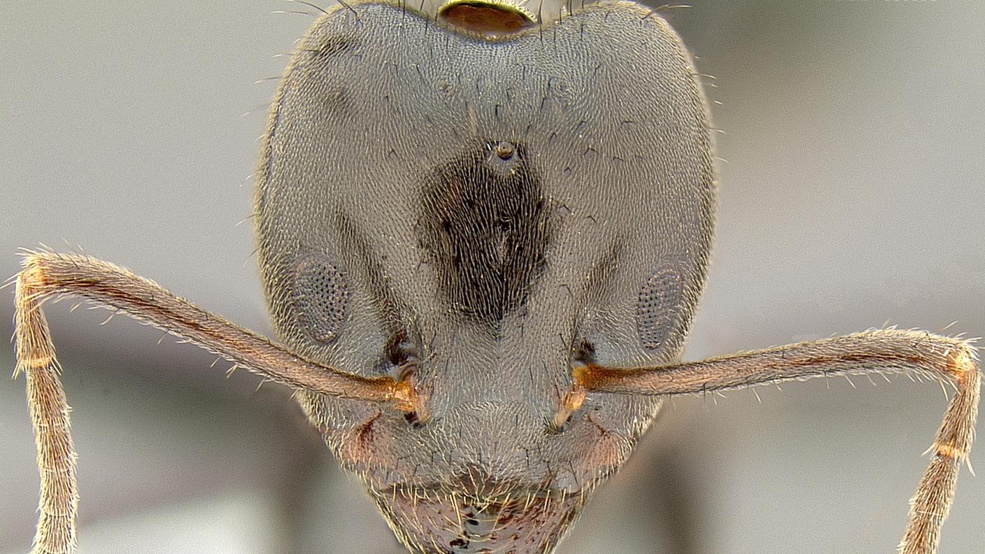 Una formica Philidris nagasau