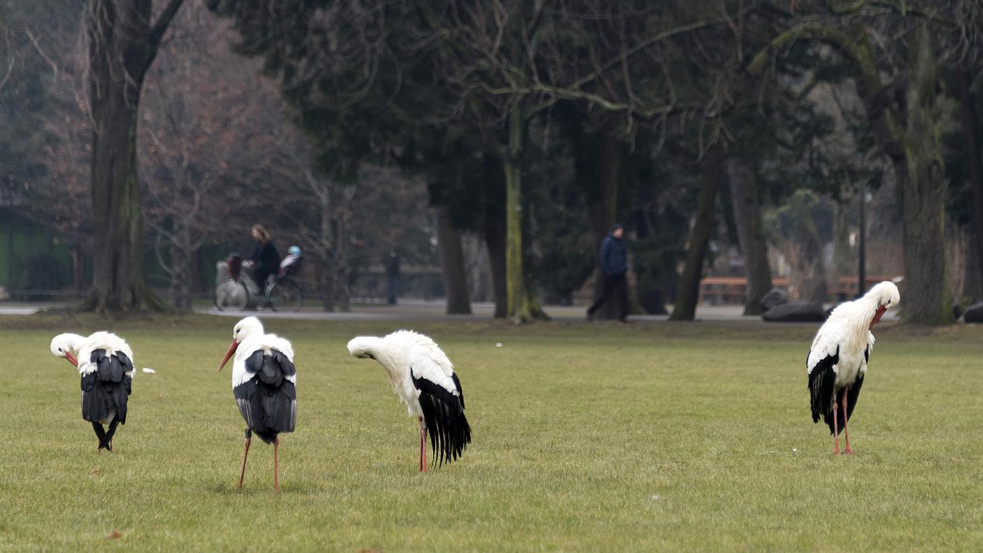 Le cicogne passeggiano nel parco in mezzo alla gente