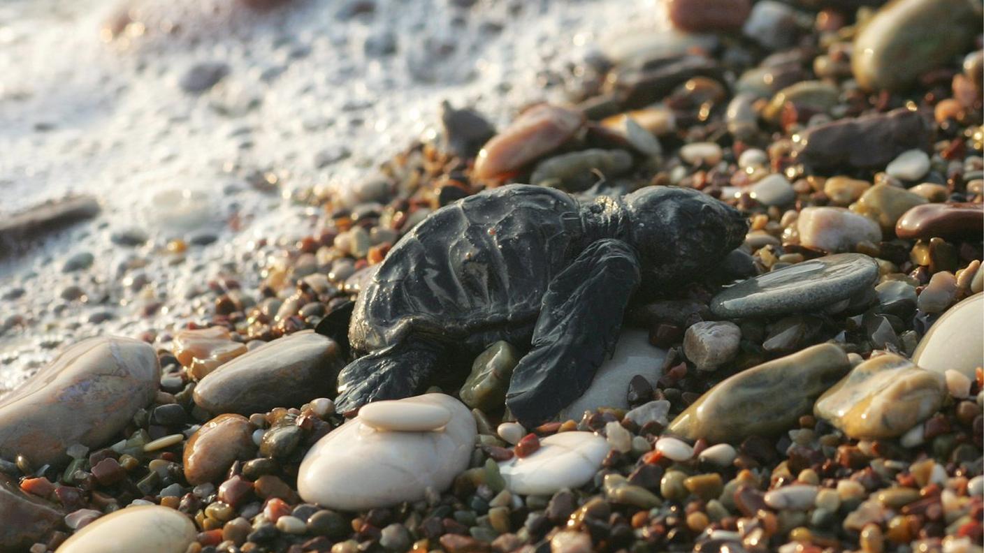 Una caretta caretta appena nata