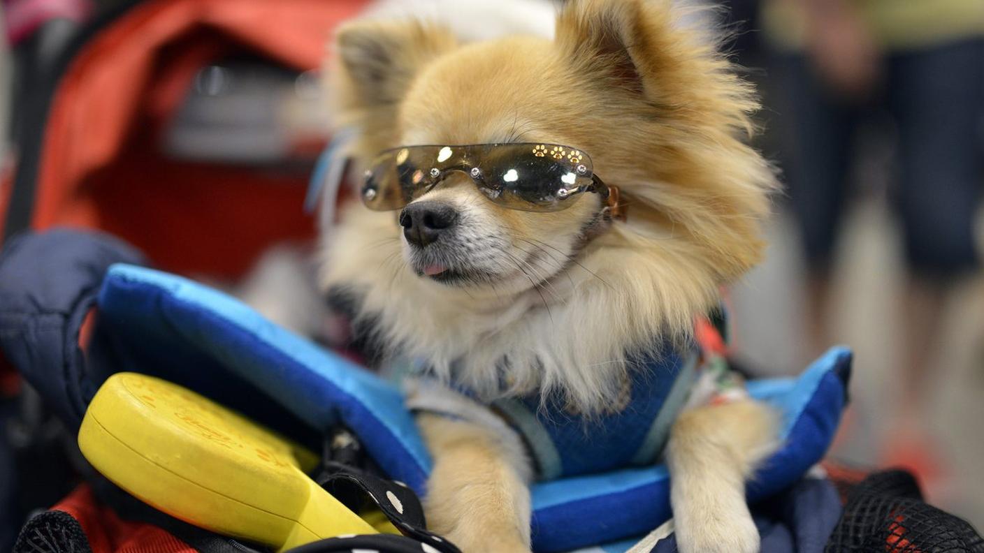 Un simpatico corgi 