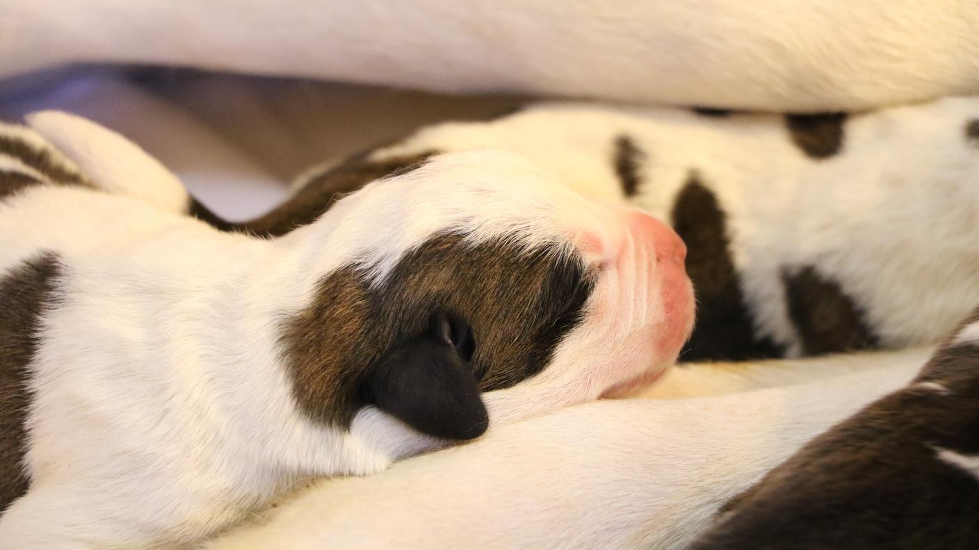 Malta ha partorito quattro cagnolini, mentre Nevada otto