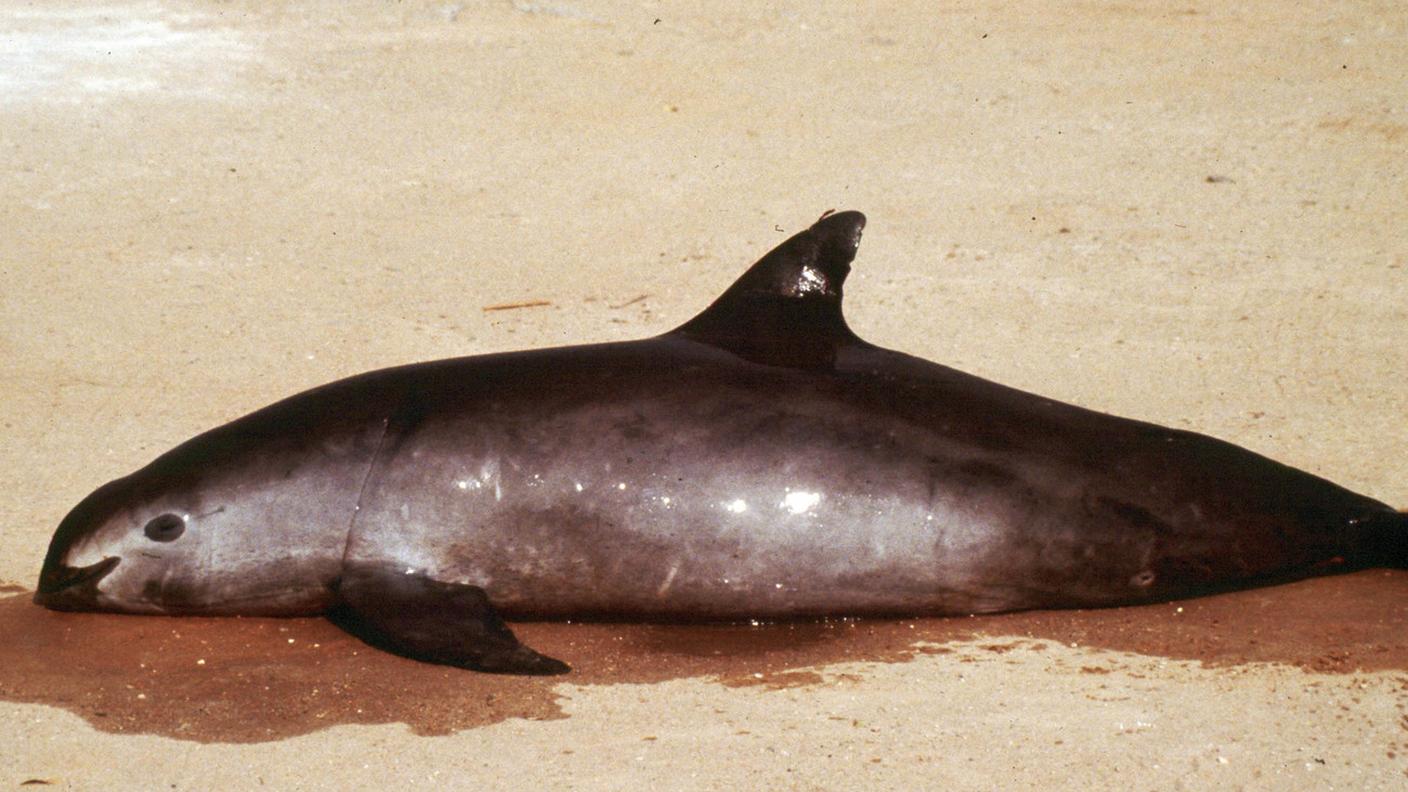 La Vaquita, il più piccolo cetaceo al mondo, vive nel Golfo di California; ne è rimasta una decina