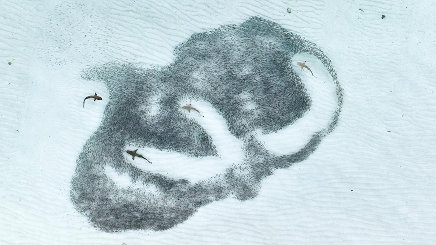 Lo scatto si è aggiudicato il massimo riconoscimento di una delle più antiche associazioni accademiche al mondo 