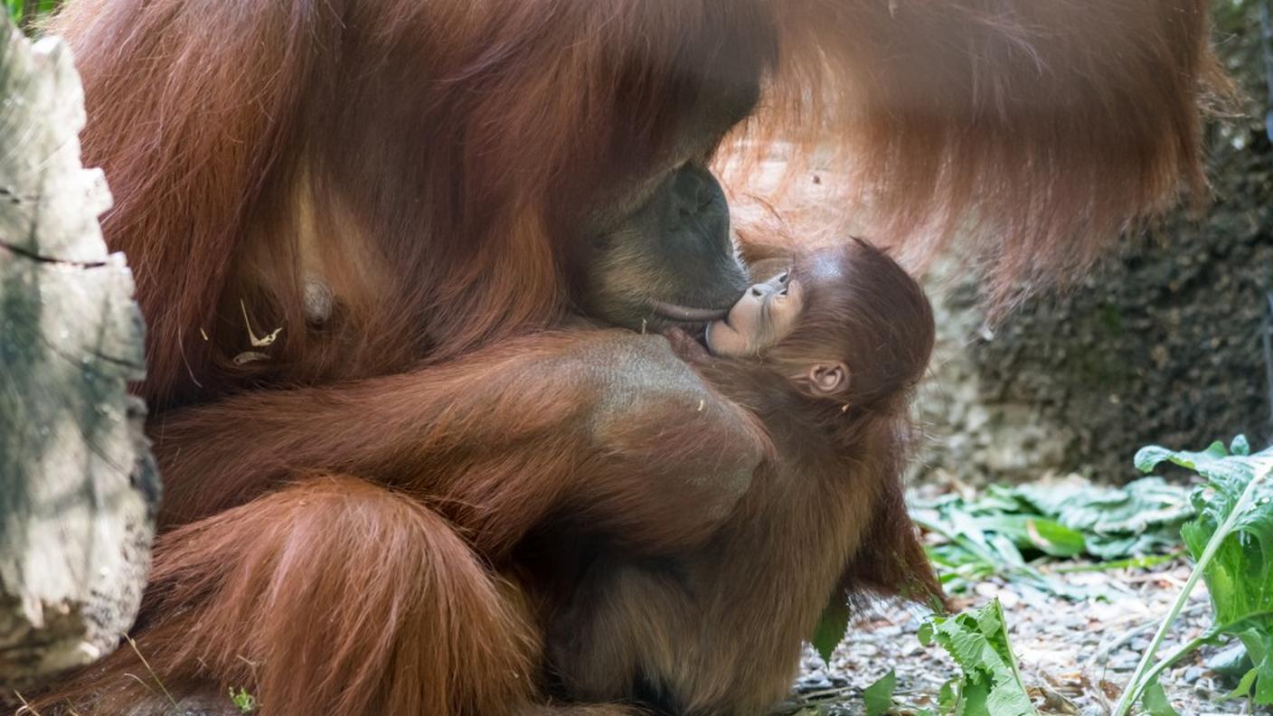 La piccola Padma tra le braccia della madre Maia