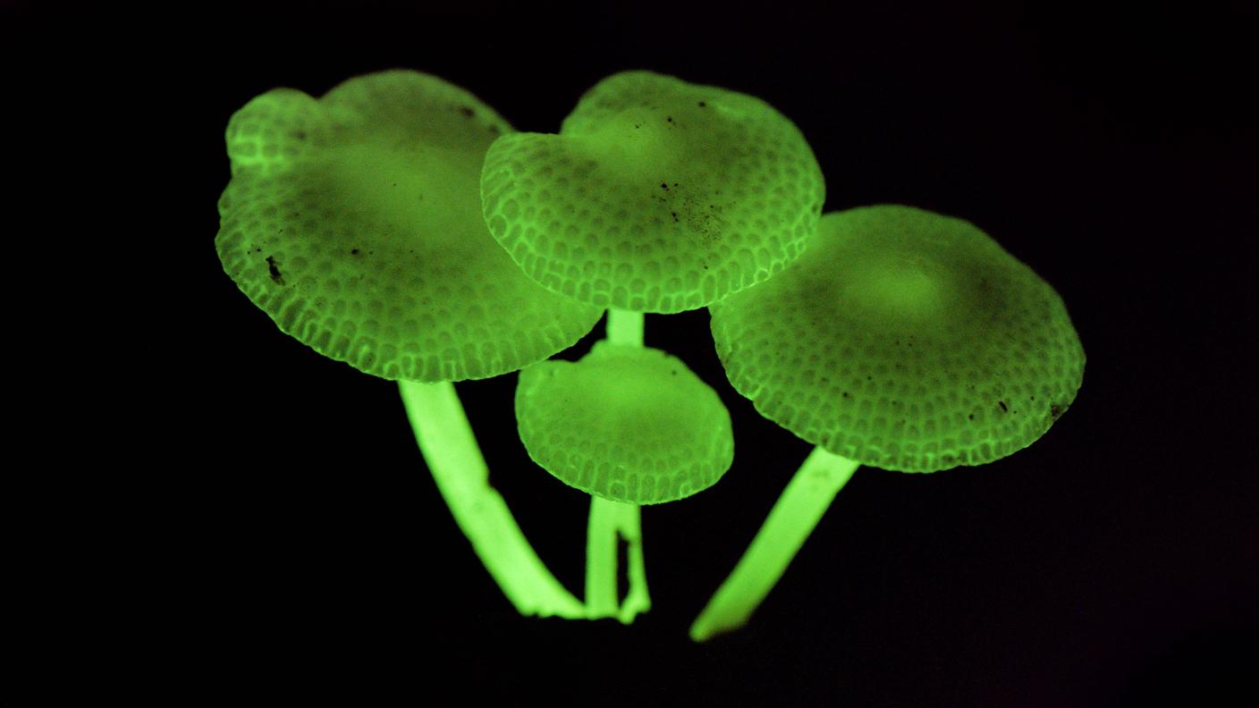 Mycena illuminans è un esempio di fungo bioluminescente appartenente allo stesso genere del fungo scoperto a Zurigo