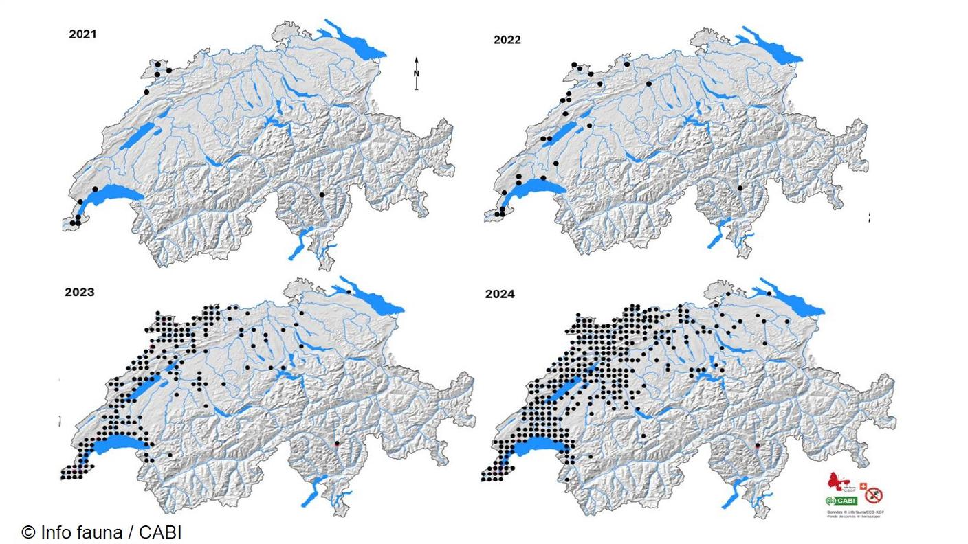 Grafica diffusione vespa velutina 