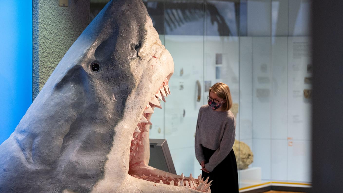 Una visitatrice di fronte alla ricostruzione del magalodonte nella esposizione allestita al Naturkundemuseum di Stoccarda nel 2020