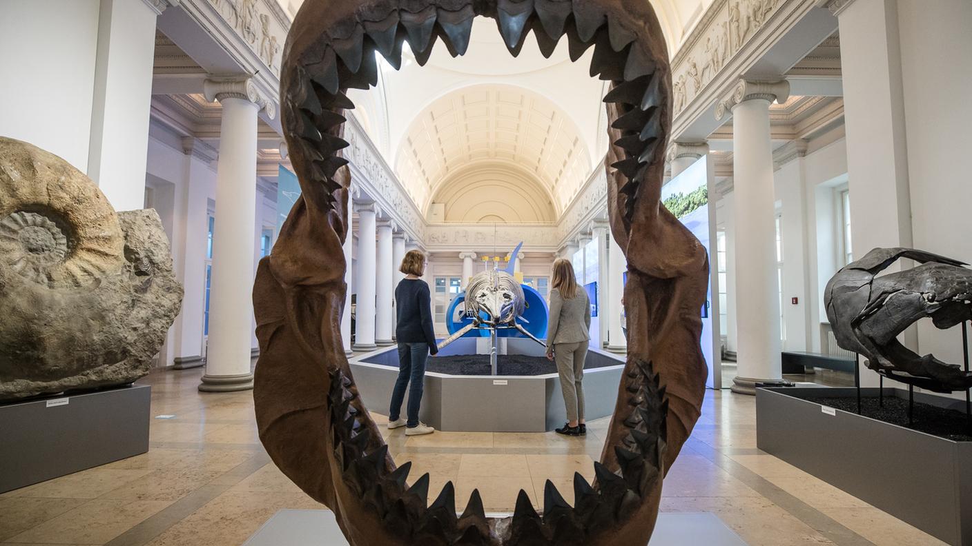 La ricostruzione delle fauci di un megalodonte al Naturkundemuseum di Stoccarda