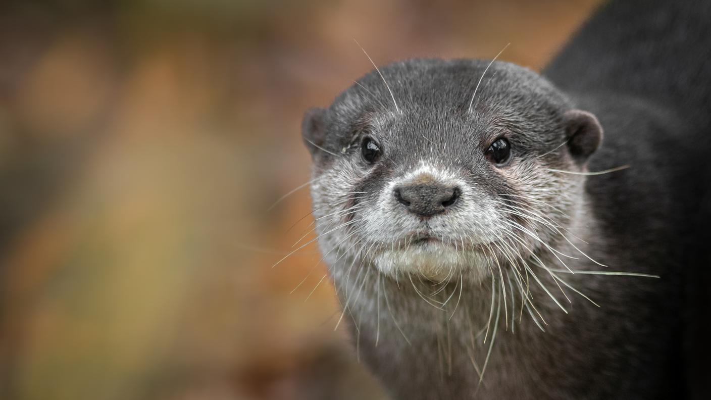 Un esemplare di lontra asiatica dalle piccole unghie (Aonyx cinereus)