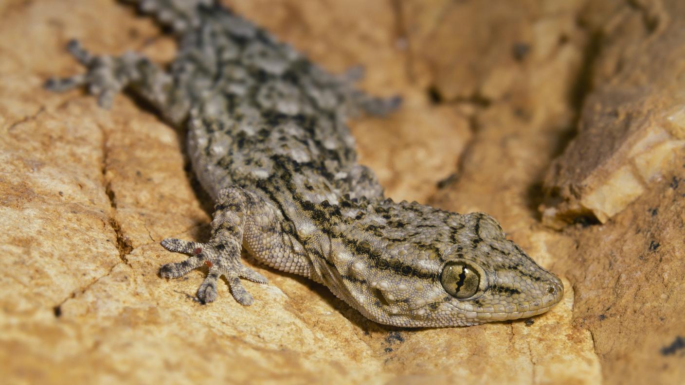Tarentola mauritanica, il geco comune presente anche in Ticino