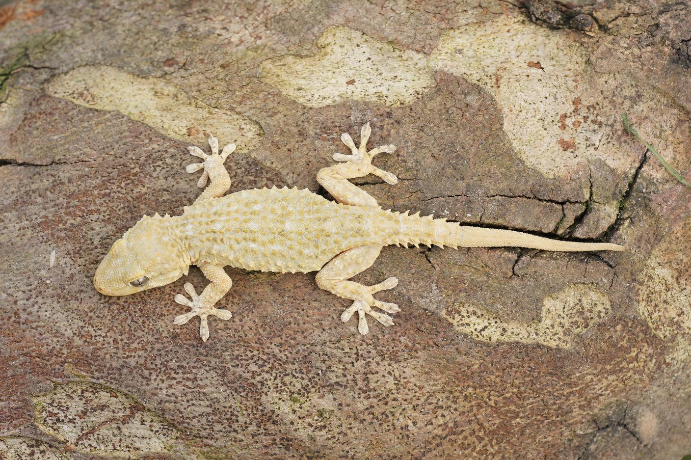 Il colore del geco comune varia dal marrone al grigio e può cambiare in base all'ambiente in cui si trova
